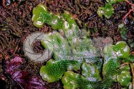 Attēlu rezultāti vaicājumam “Conocephalum”