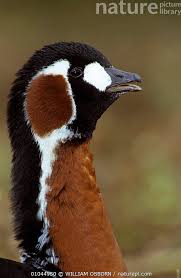 Image result for Branta ruficollis