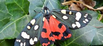 Attēlu rezultāti vaicājumam “Callimorpha dominula”