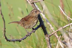 Attēlu rezultāti vaicājumam “Prunella modularis”