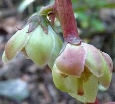 Attēlu rezultāti vaicājumam “Pyrola minor bud”