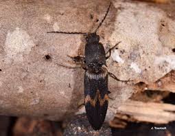 Attēlu rezultāti vaicājumam “Harminius undulatus”