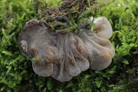 Attēlu rezultāti vaicājumam “Auricularia mesenterica”