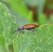 Attēlu rezultāti vaicājumam “Alleculidae”