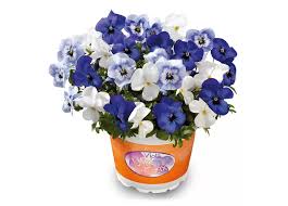 Image result for Hornveilchen