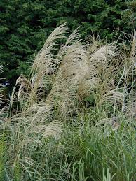 Image result for Miscanthus sinensis Zebrina