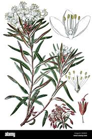 Attēlu rezultāti vaicājumam “Ledum palustre flower”