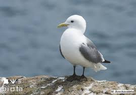 Attēlu rezultāti vaicājumam “Rissa tridactyla”