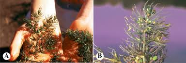 Attēlu rezultāti vaicājumam “Ceratophyllaceae”