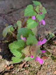 Attēlu rezultāti vaicājumam “Lamium purpureum leaf”
