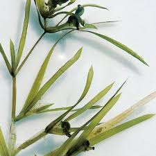 Attēlu rezultāti vaicājumam “Potamogeton compressus”