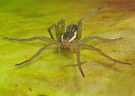 Attēlu rezultāti vaicājumam “Pisauridae”