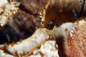 Attēlu rezultāti vaicājumam “Microcalicium disseminatum”