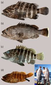 Image result for Hyporthodus quernus