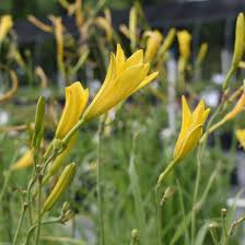 Attēlu rezultāti vaicājumam “Hemerocallis lilioasphodelus”