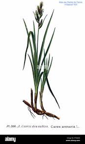 Attēlu rezultāti vaicājumam “Carex arenaria  flower”