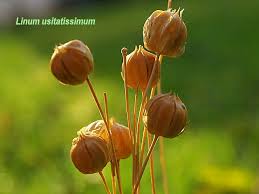 Attēlu rezultāti vaicājumam “Linum usitatissimum bud”