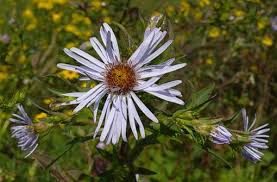 Attēlu rezultāti vaicājumam “Symphytocarpus sp.”