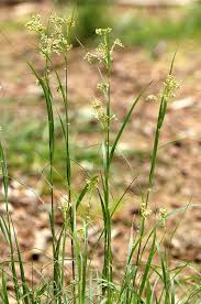 Attēlu rezultāti vaicājumam “Luzula luzuloides”