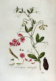 Attēlu rezultāti vaicājumam “Lathyrus tuberosus”