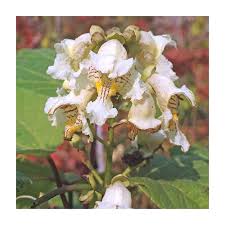 Attēlu rezultāti vaicājumam “Catalpa ovata”