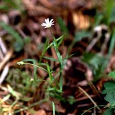 Attēlu rezultāti vaicājumam “Stellaria holostea leaf”