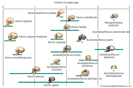 Image result for Evolution Stammbaum