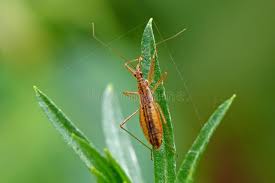 Attēlu rezultāti vaicājumam “Nabidae”