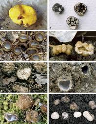 Attēlu rezultāti vaicājumam “Pachyphloeus melanoxanthus”