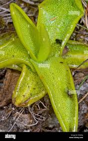 Attēlu rezultāti vaicājumam “Pinguicula vulgaris fruit”