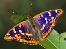 Attēlu rezultāti vaicājumam “Apatura ilia”