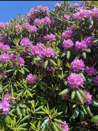 Attēlu rezultāti vaicājumam “Rhododendron catawbiense flower”