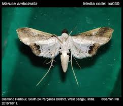 Attēlu rezultāti vaicājumam “Philonotis marchica macro”