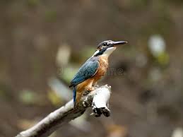 Attēlu rezultāti vaicājumam “Alcedo atthis nest”