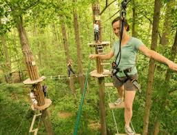 Image result for Go Ape! Grizedale