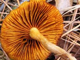 Attēlu rezultāti vaicājumam “Gymnopilus sapineus”