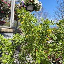 Attēlu rezultāti vaicājumam “Caragana arborescens”