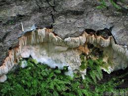 Attēlu rezultāti vaicājumam “Dentipellis fragilis”