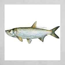 Image result for Megalops atlanticus