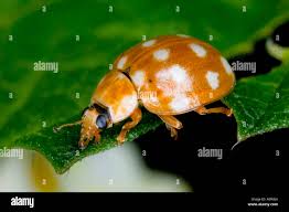 Attēlu rezultāti vaicājumam “Calvia quatuordecimguttata”
