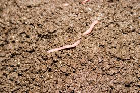 Attēlu rezultāti vaicājumam “Lumbricus terrestris”