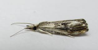 Attēlu rezultāti vaicājumam “Catoptria verellus”