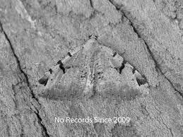 Attēlu rezultāti vaicājumam “Macaria wauaria”