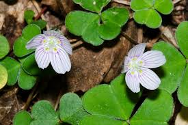 Attēlu rezultāti vaicājumam “Oxalis acetosella leaf”