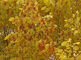 Attēlu rezultāti vaicājumam “Trichia longipalpis”