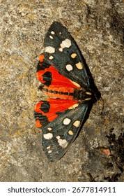 Attēlu rezultāti vaicājumam “Callimorpha dominula imago”