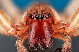 Attēlu rezultāti vaicājumam “Pisauridae”