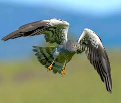 Attēlu rezultāti vaicājumam “Circus pygargus adult”