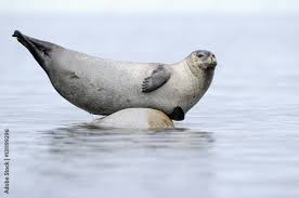 Image result for Pusa hispida