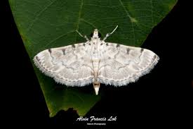 Attēlu rezultāti vaicājumam “Crambidae”